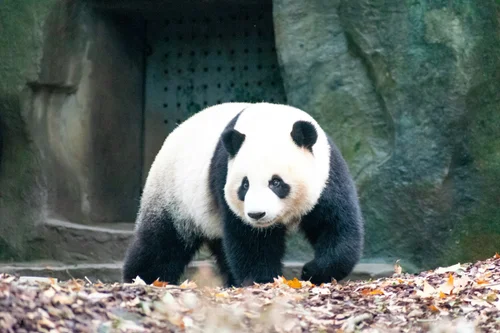 Chengdu & Chongqing 5D4N tour package from Manila