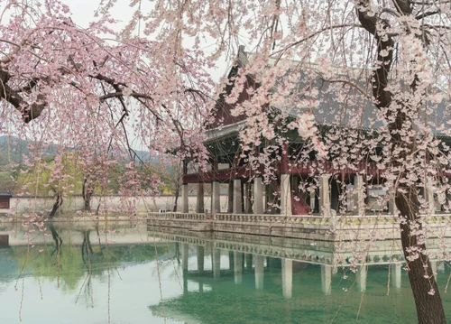 Korea Cherry Blossoms with DMZ tour package from Manila