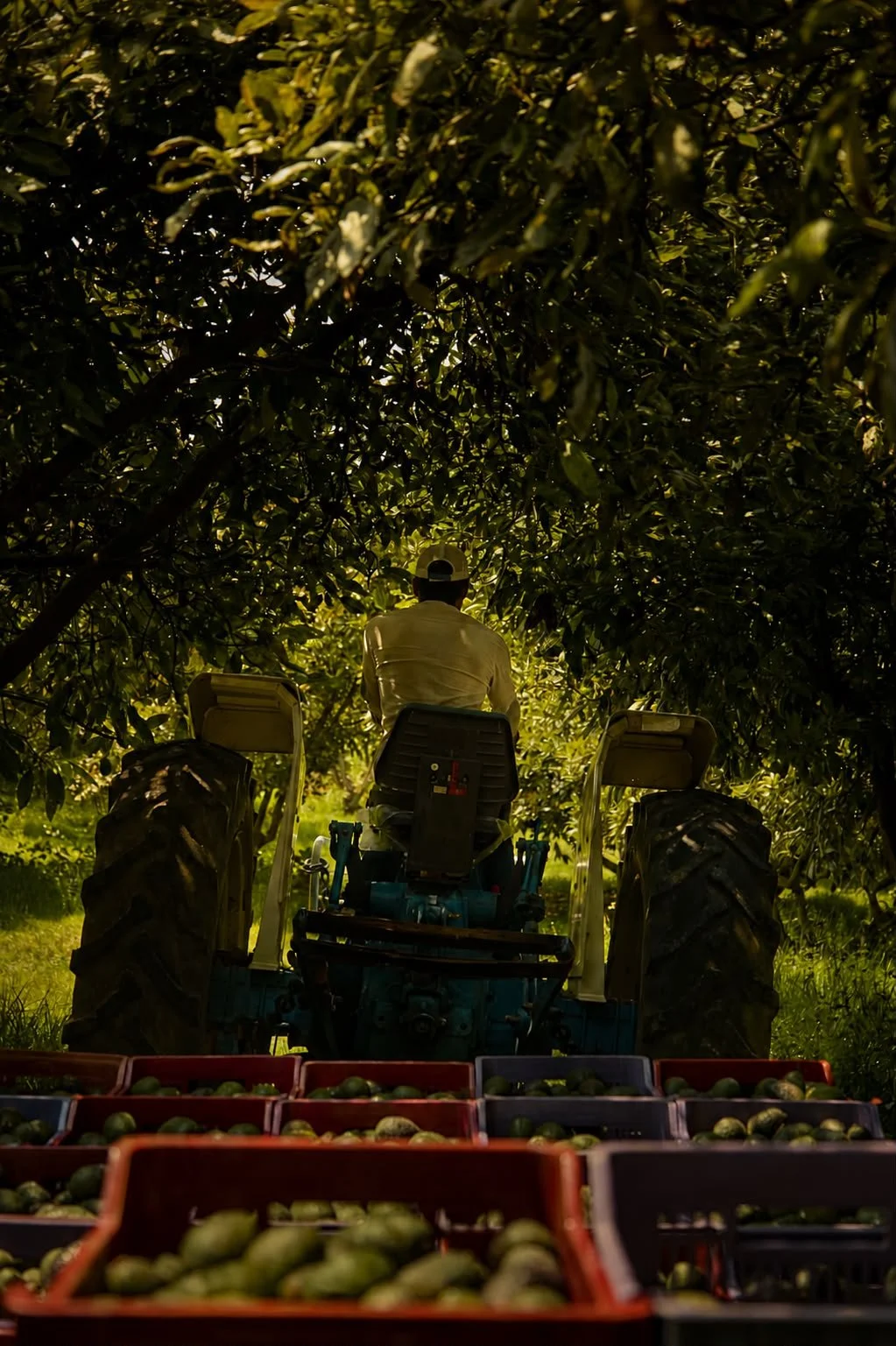La cosecha en Mexicalzingo_Aguacate Hass_Kauani