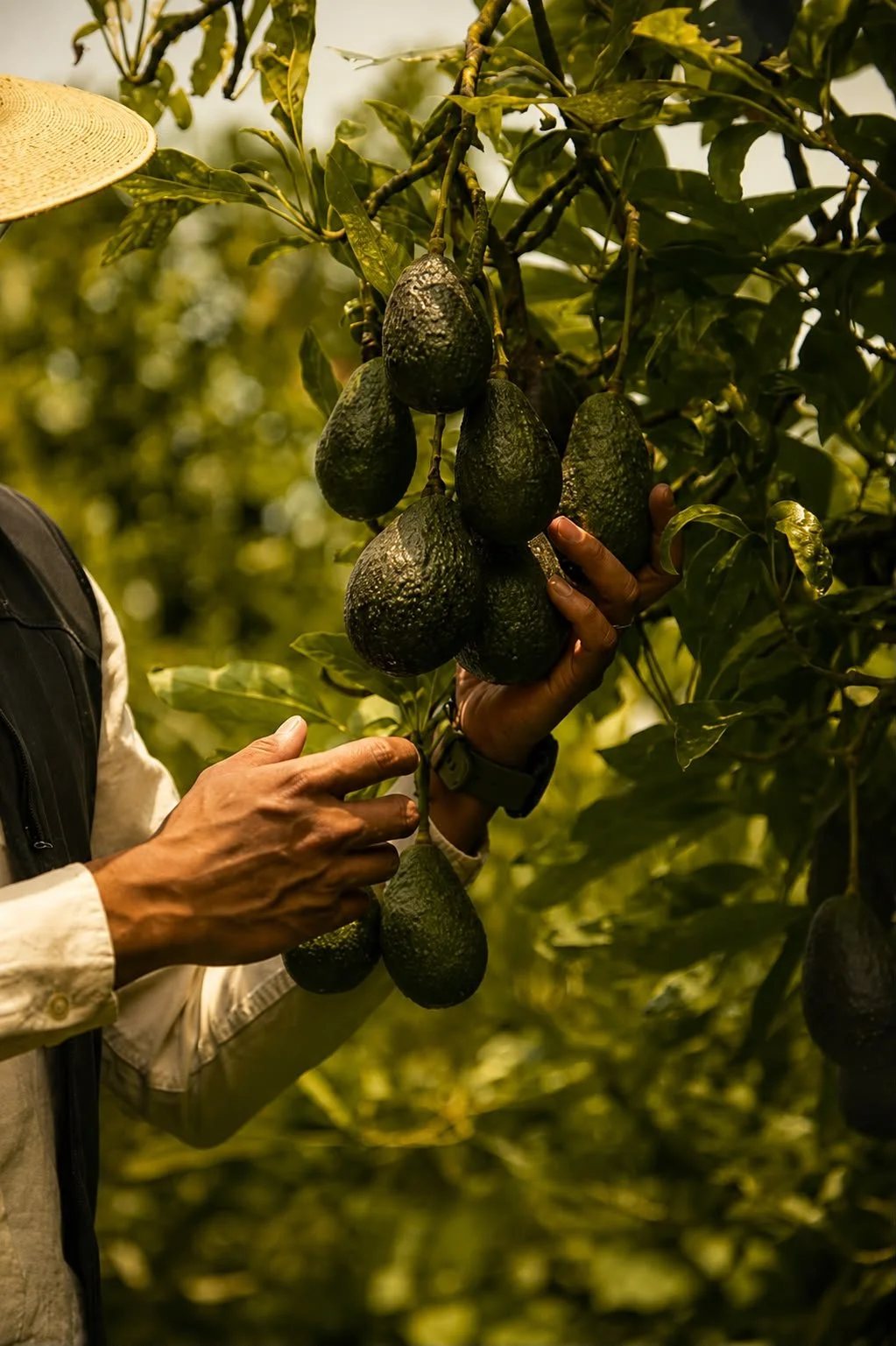 Aguacate Hass_Kauani_Para restaurantes en Tluca y Metepec