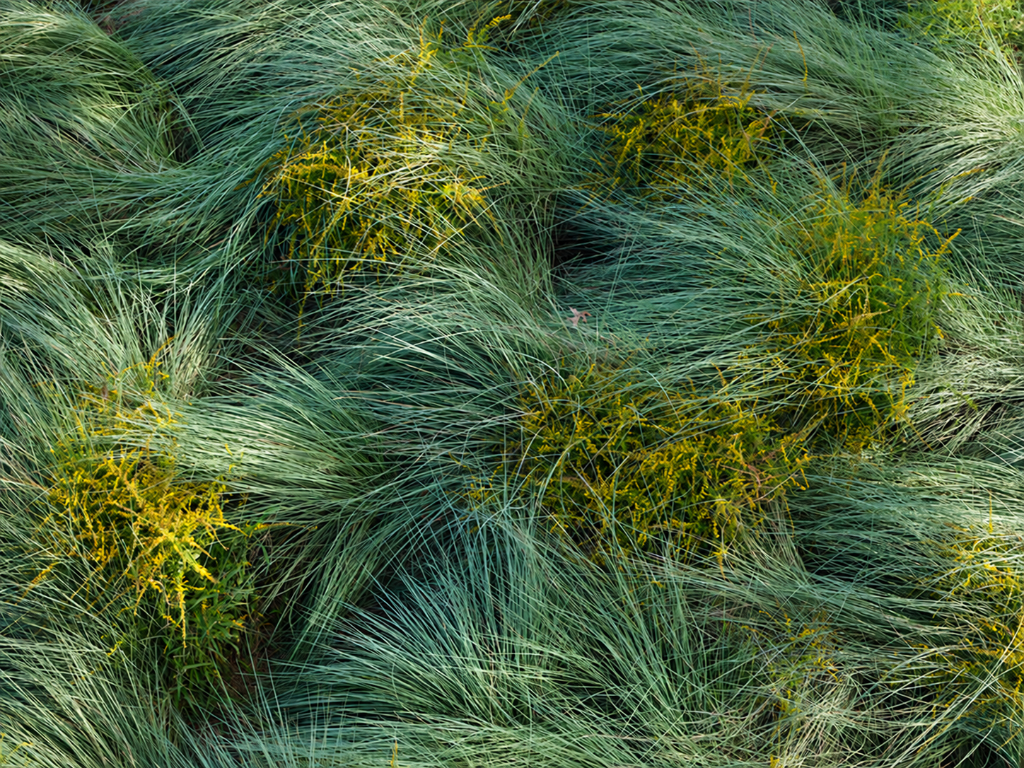 Planting Detail