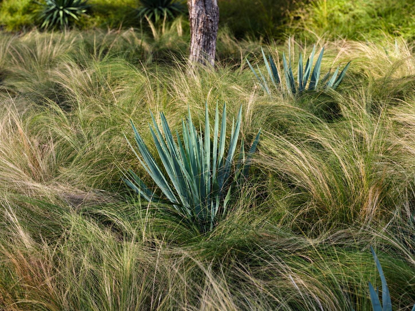01 — Layered planting