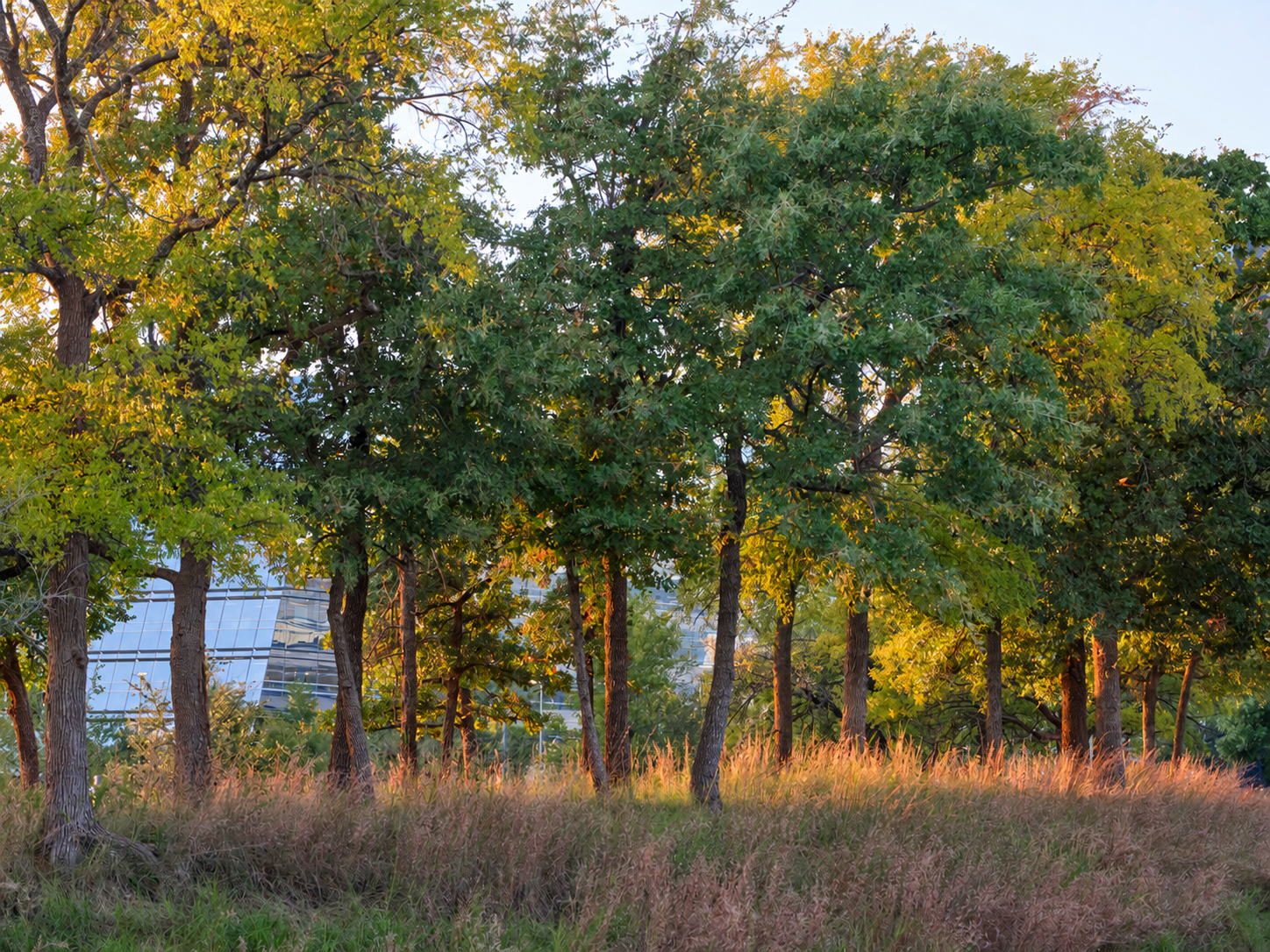 Trees and Meadow Planting