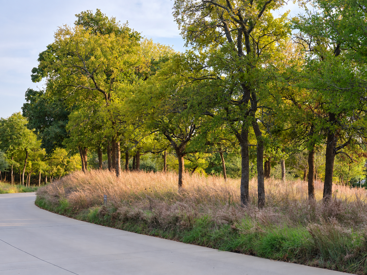 Tree-lined Drive