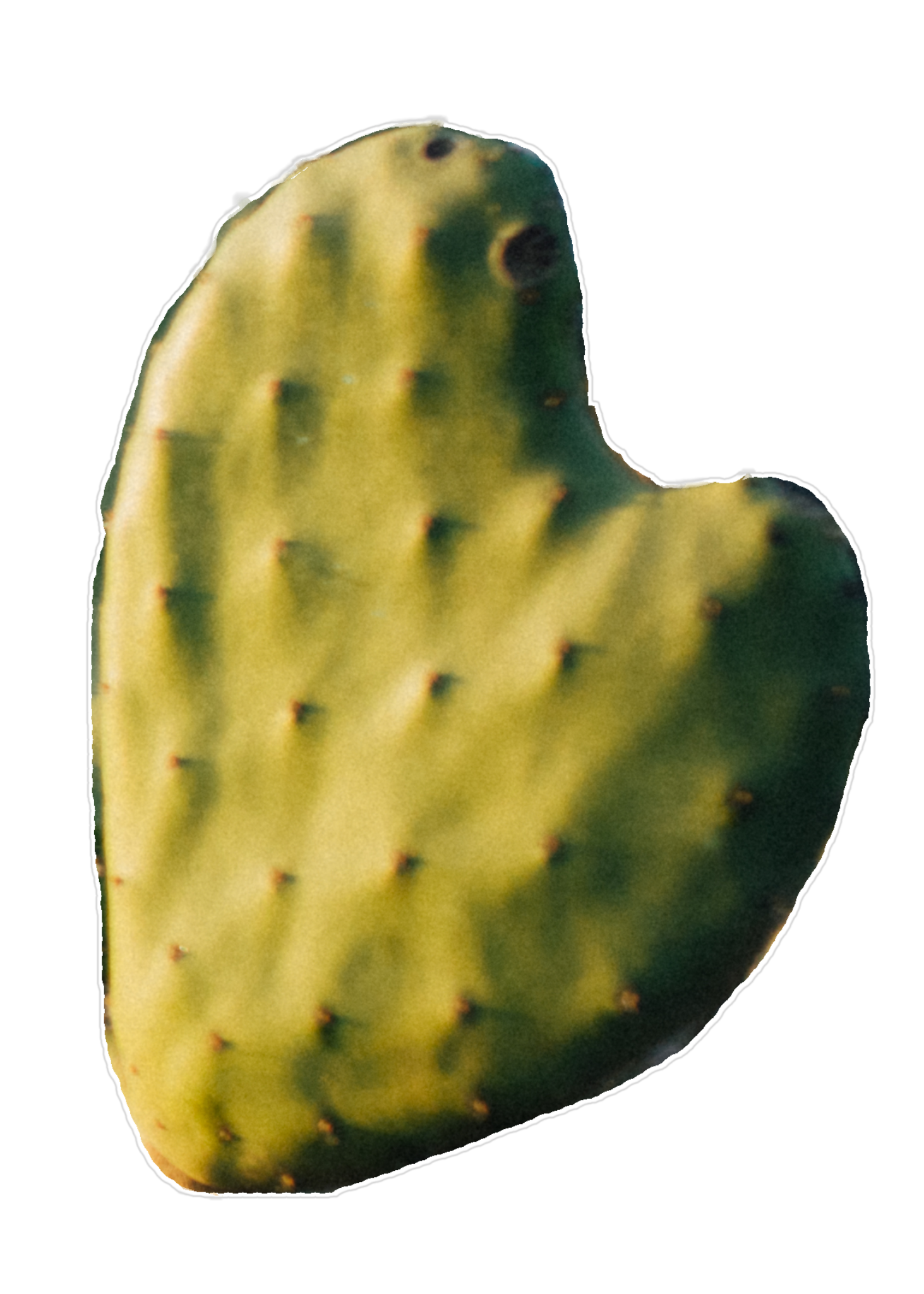 cactus heart