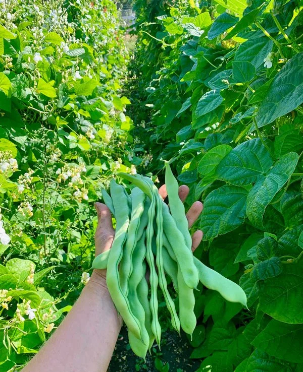 Hand holding peas in garden