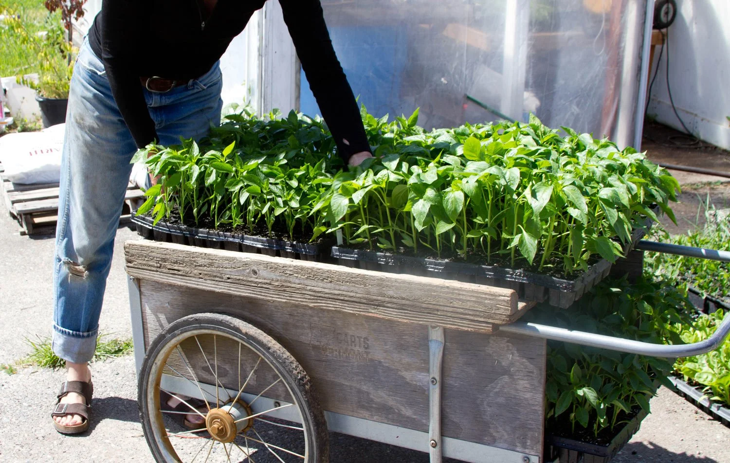 Person tending seedling trays