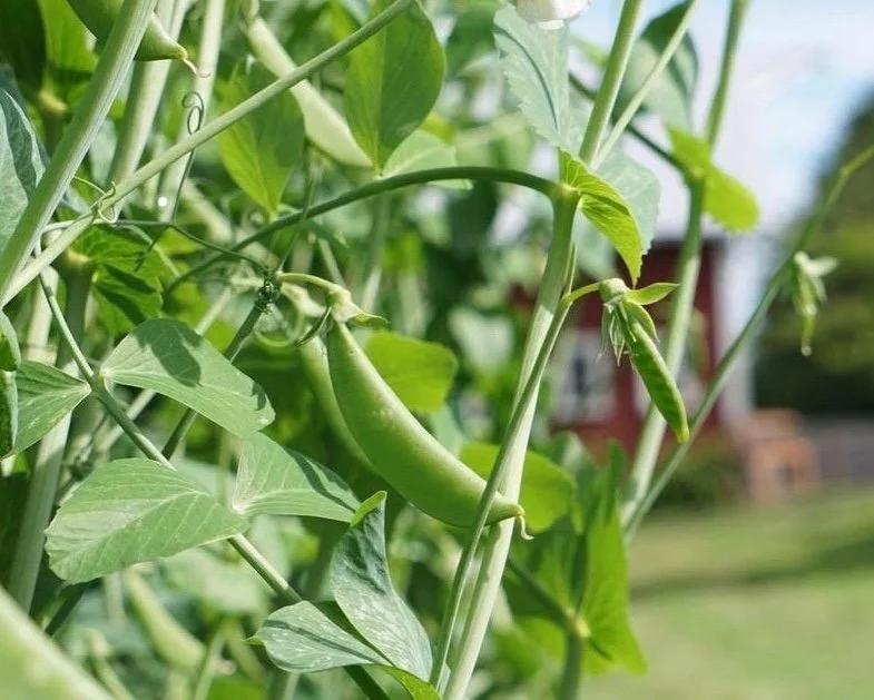 Close up of snap pea in garden