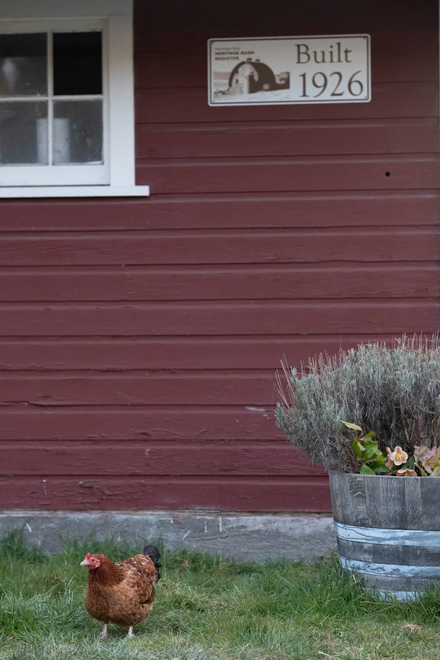 Outside of farm building with chicken in front 