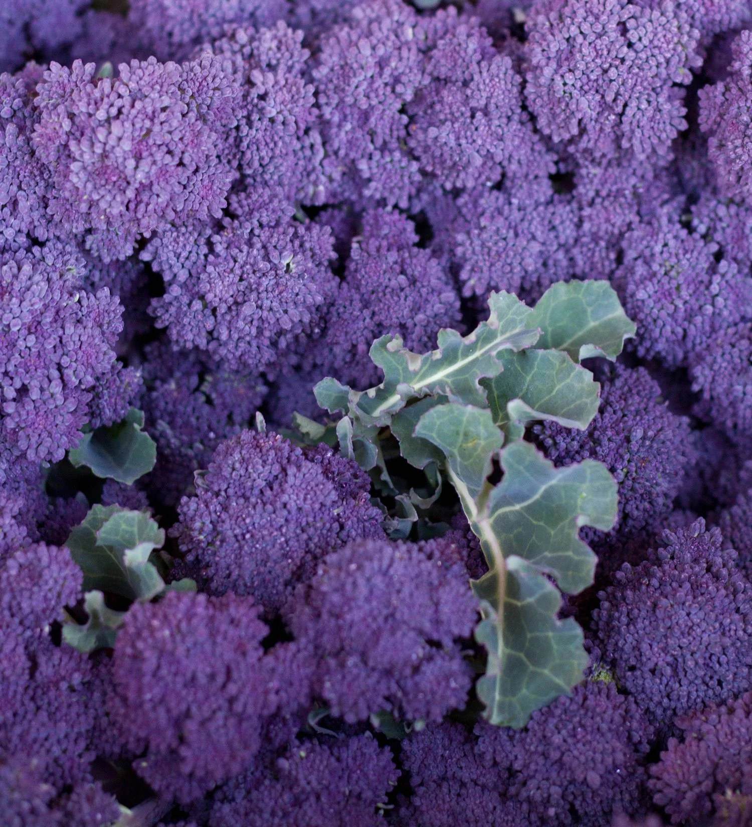 Purple Broccoli