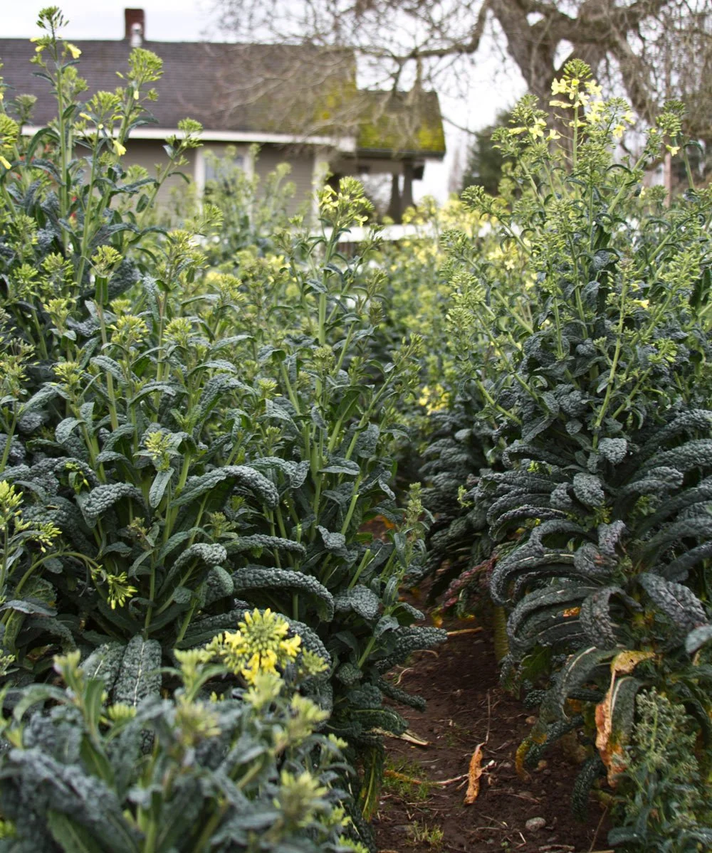 Yellow flowers and vegetables in garden
