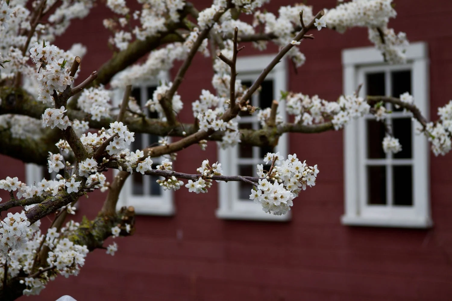 Tree blossoming in spring
