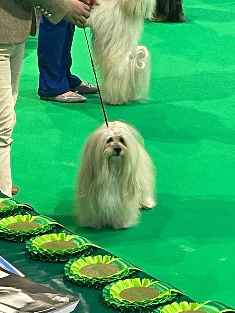 Spike at Crufts 2024