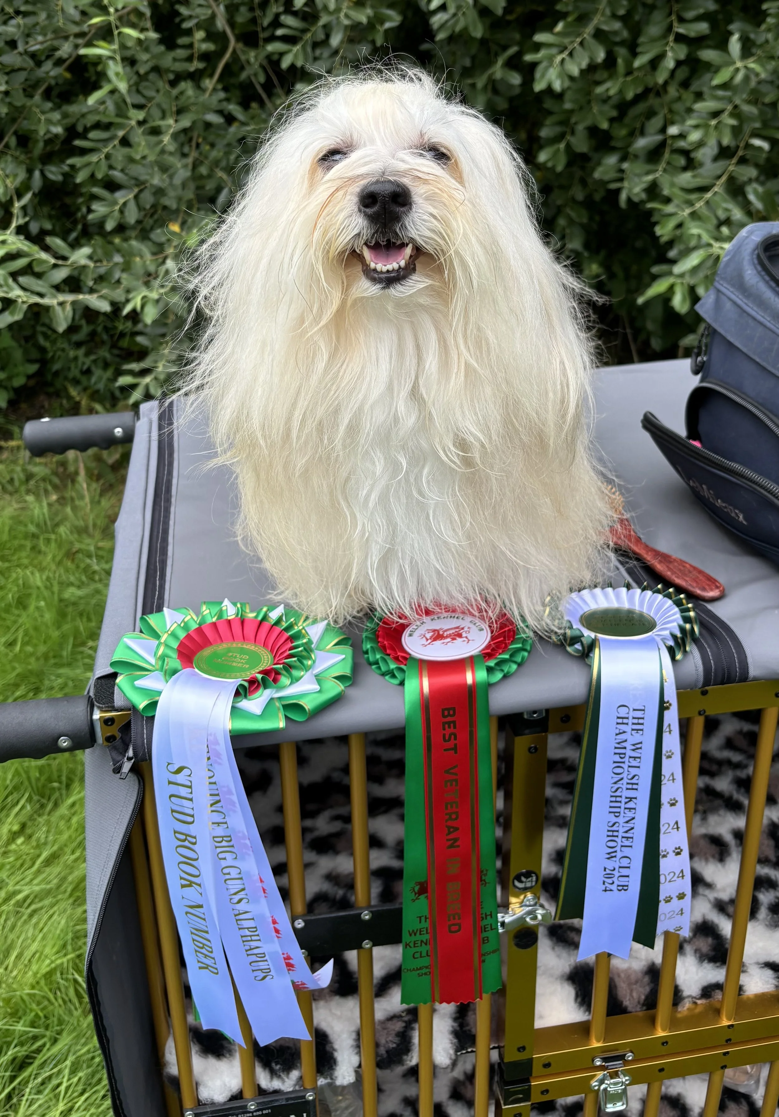 Spike – First Reserve CC at Welsh 2025
