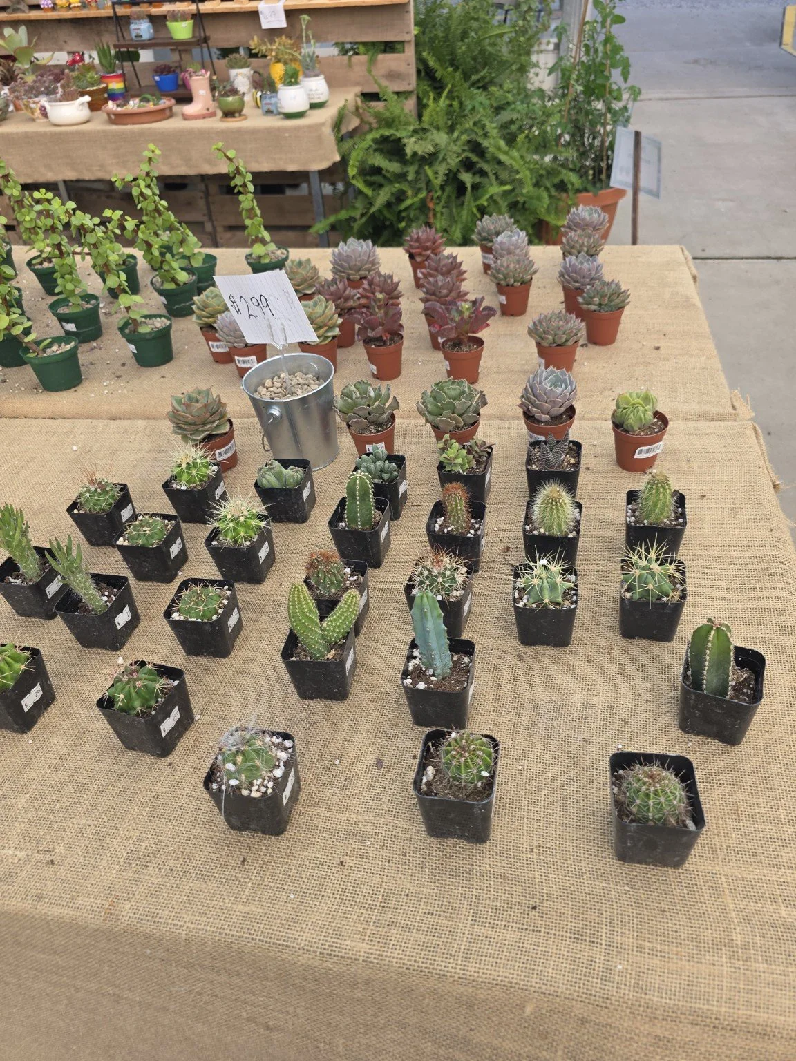 Small cacti and rosette succulents arranged on a burlap-covered table