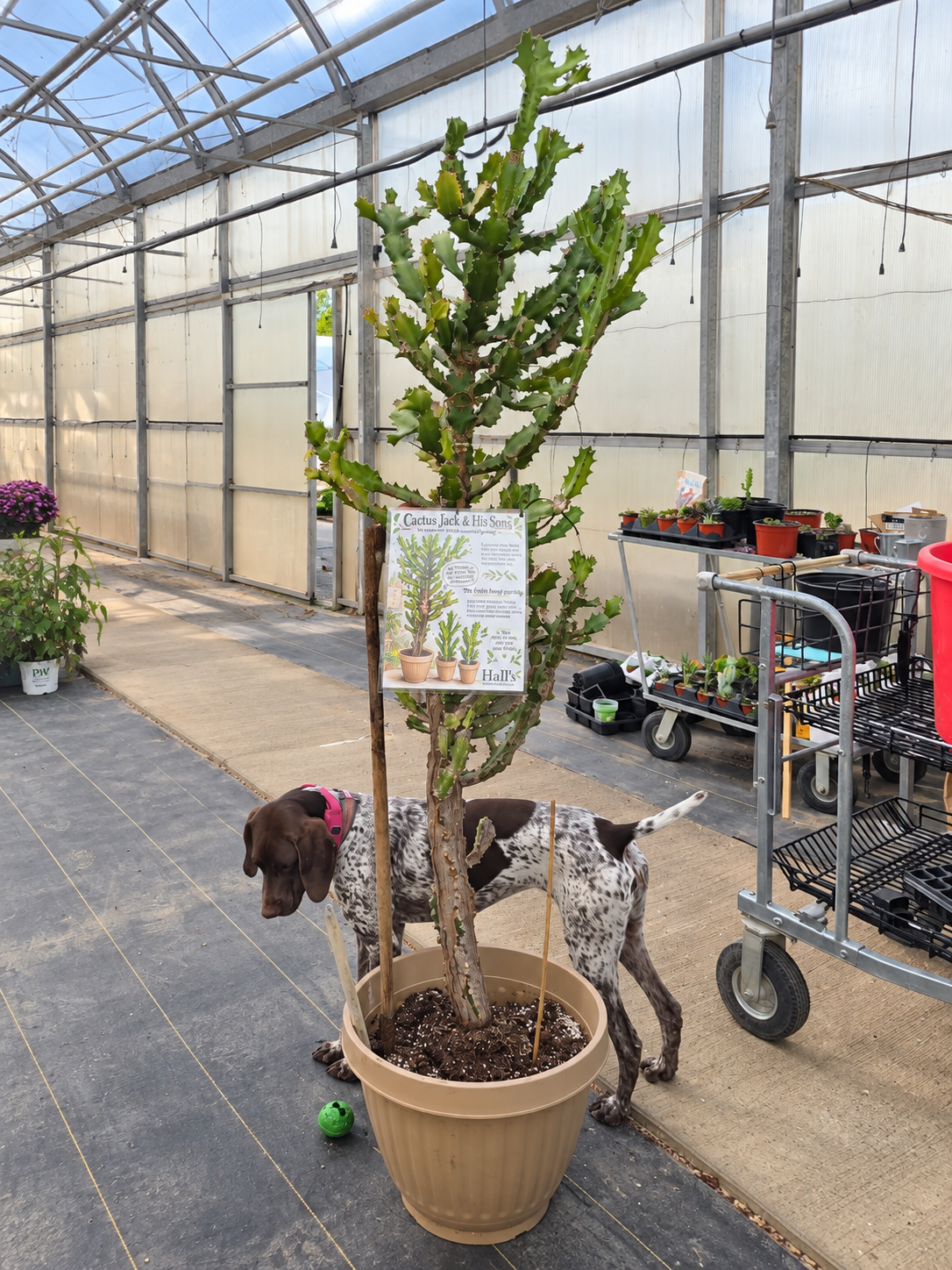 The real Cactus Jack in his tan floor pot at Hall’s Greenhouse, with Willow beside him
