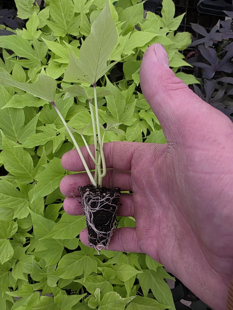 A hand checking the white roots of a young plant plug at Hall’s Greenhouse