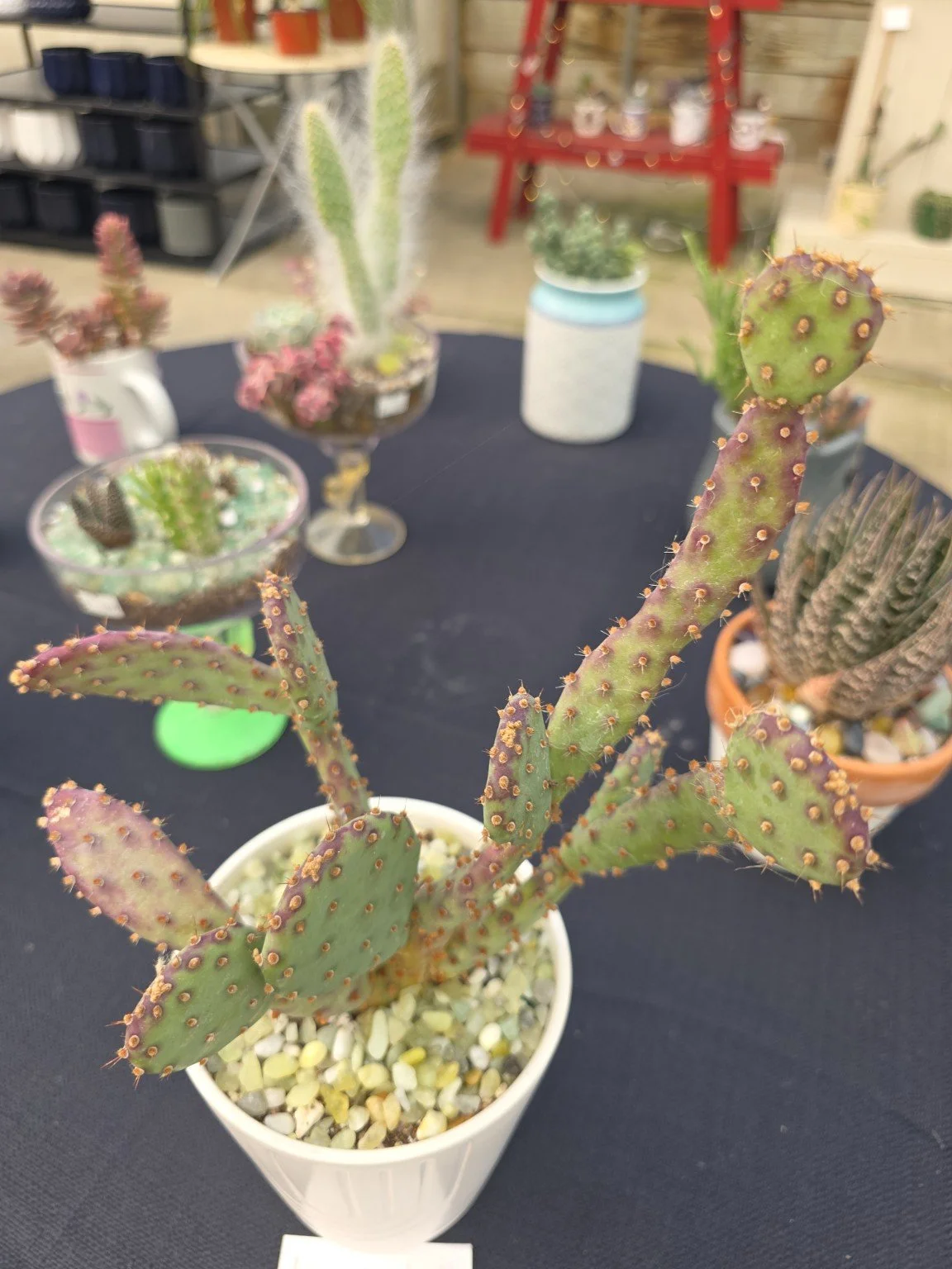 A branching paddle-shaped cactus in a white pot on a display table