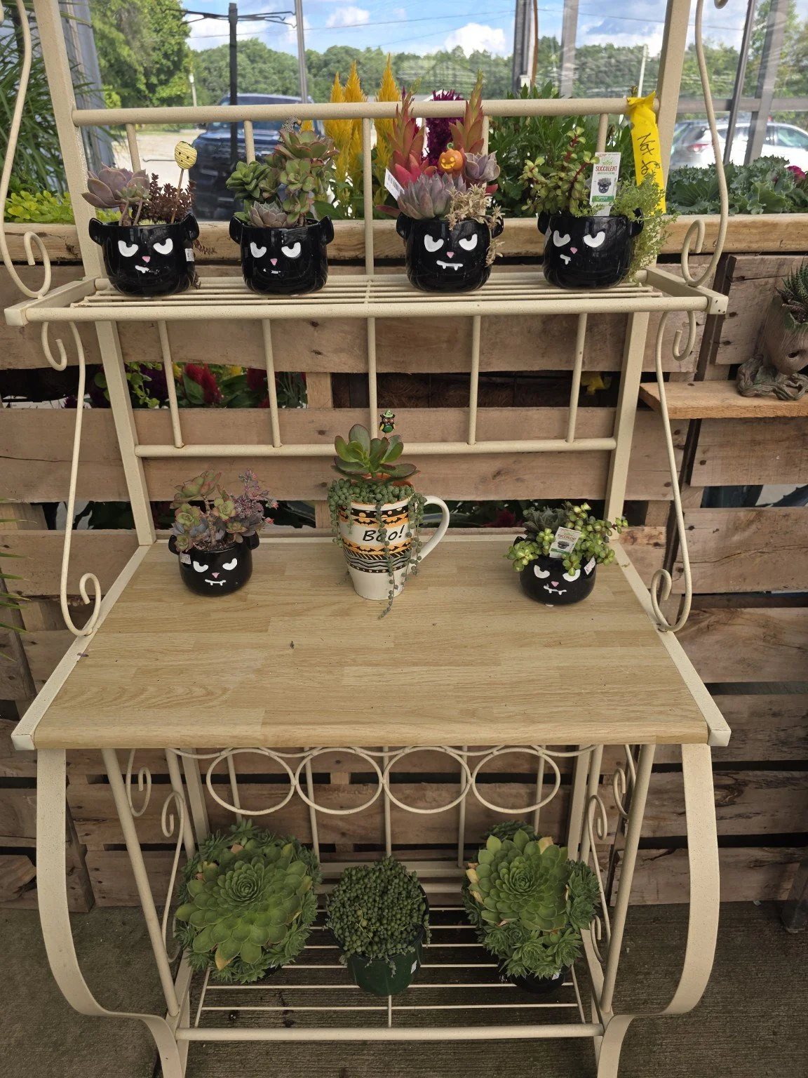 Succulent arrangements in black-cat planters and a Halloween mug