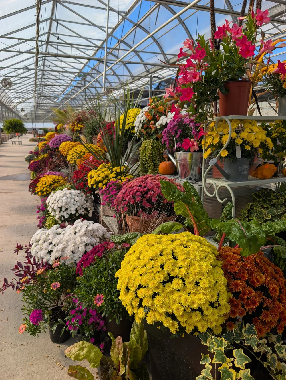 A greenhouse aisle filled with colorful mums, fall containers and pumpkins at Hall’s