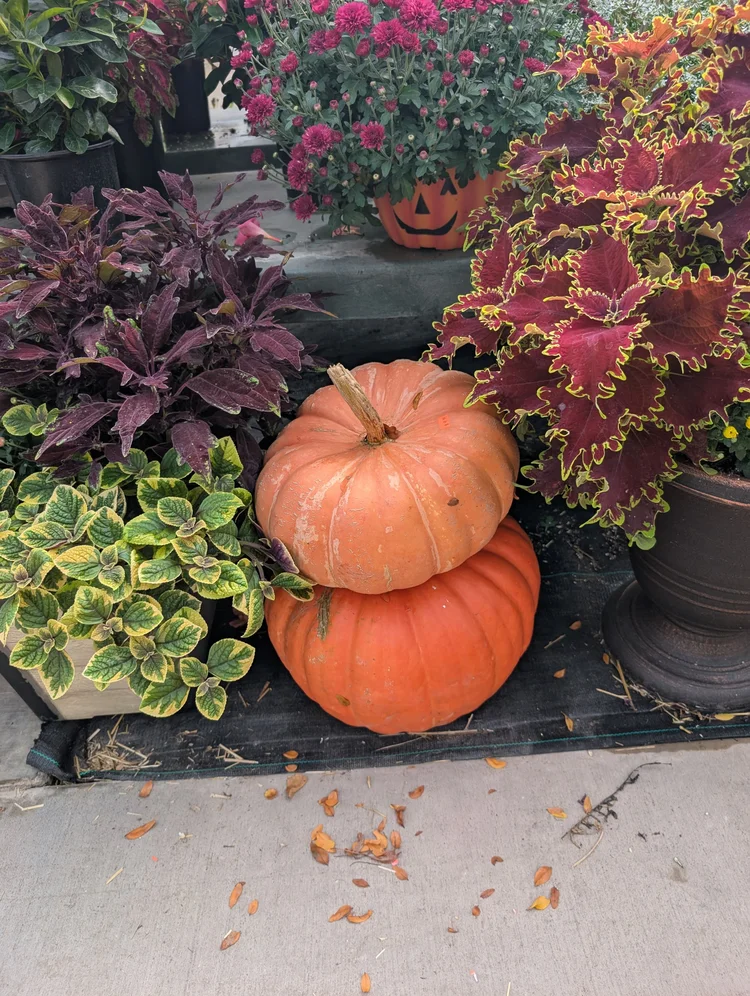 Stacked orange pumpkins surrounded by colorful coleus at Hall’s