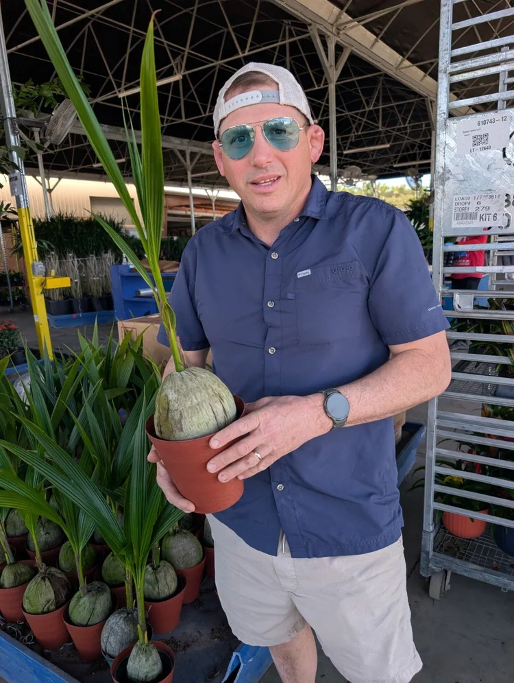 A young coconut palm held in its nursery pot during the Florida visit