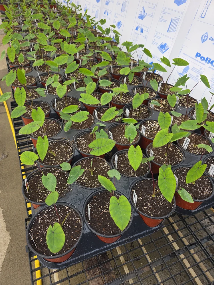 Young tropical plants growing in individual pots on a Hall’s greenhouse bench