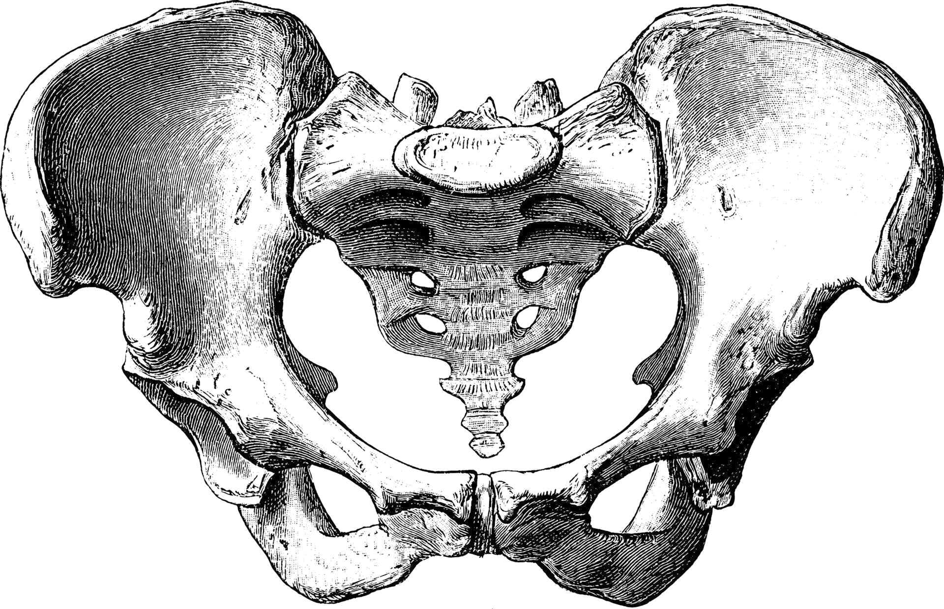 pelvic bone