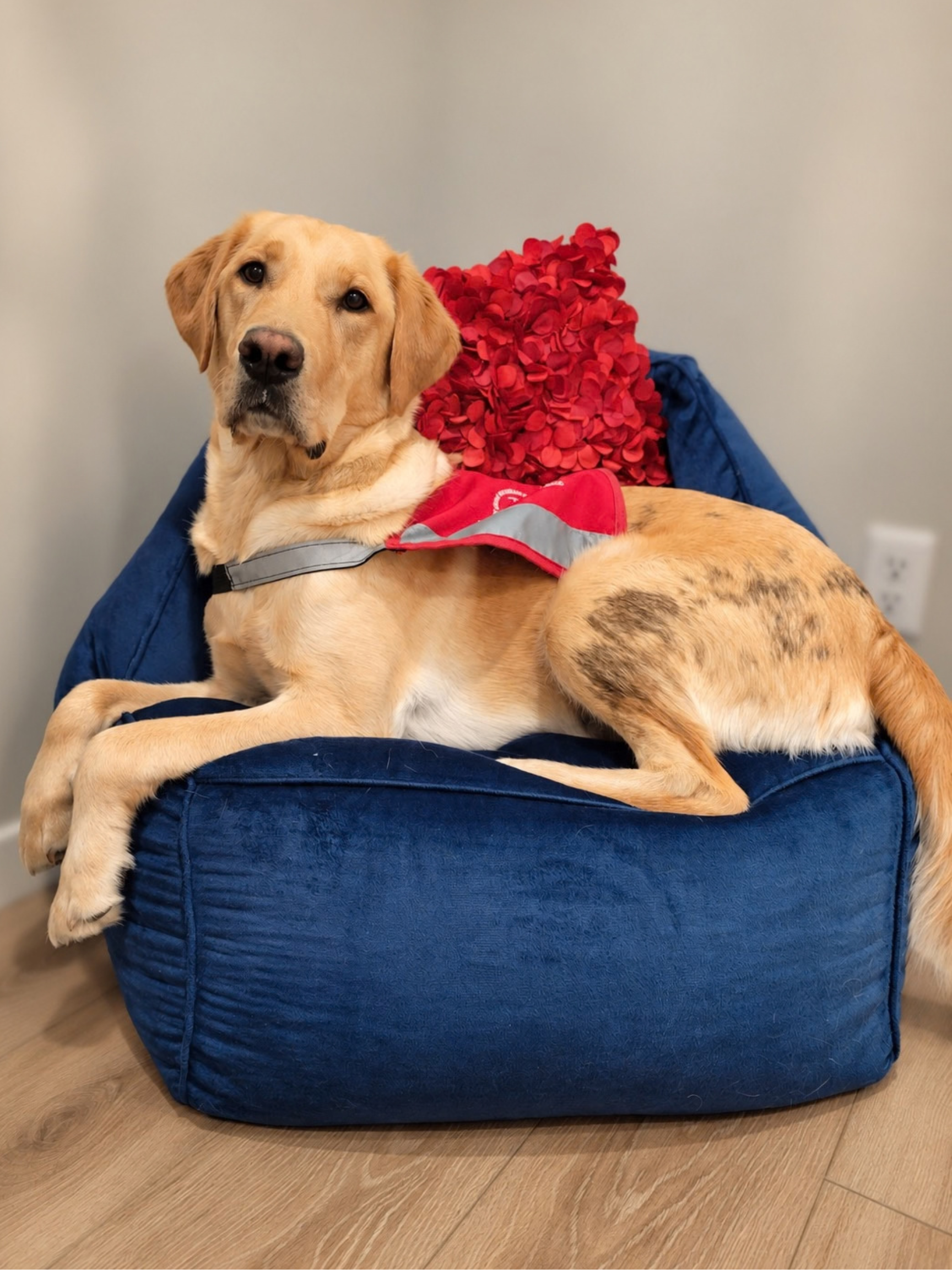 Gecko, Grant Coupland's support dog