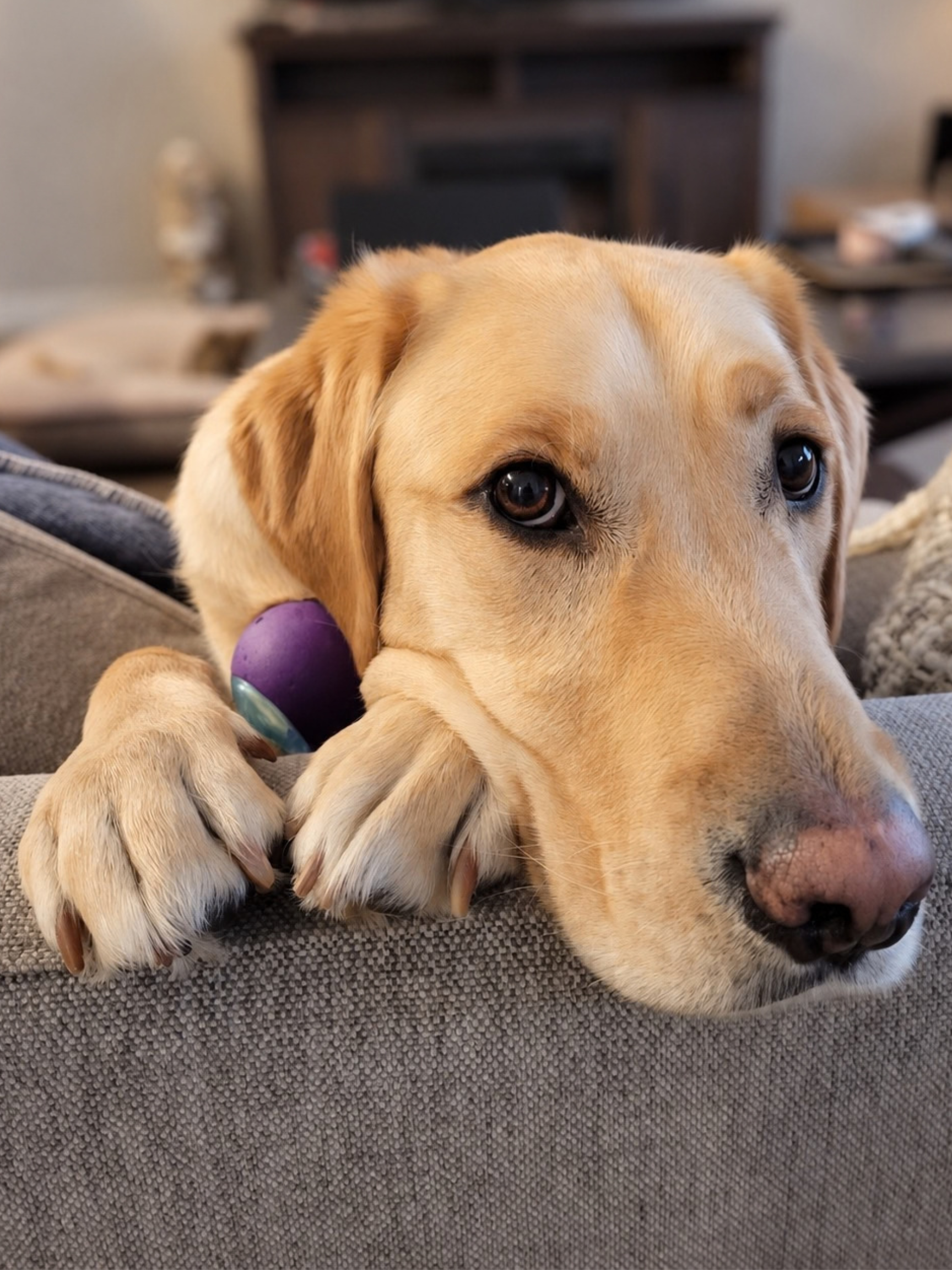 Gecko, a Yellow Labrador and Golden Retriever support dog