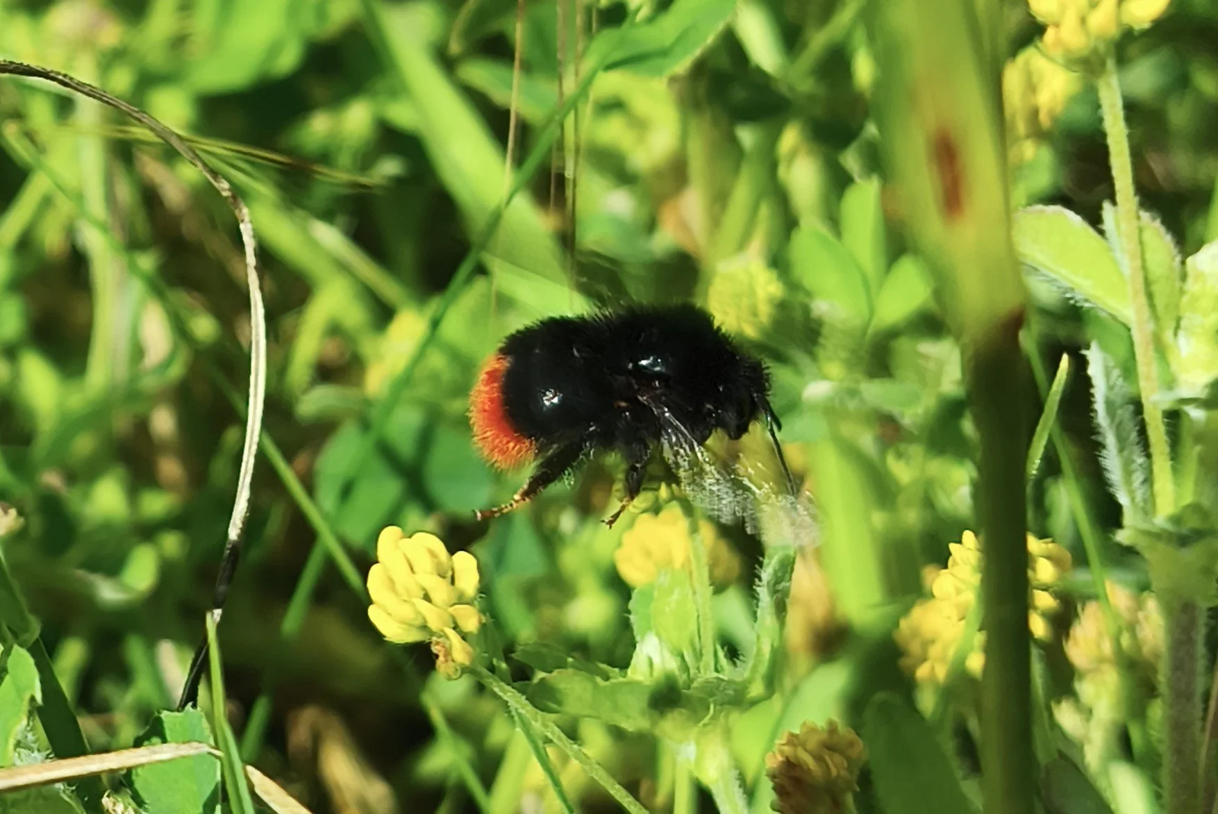 Red-tailed bumblebee on black medick