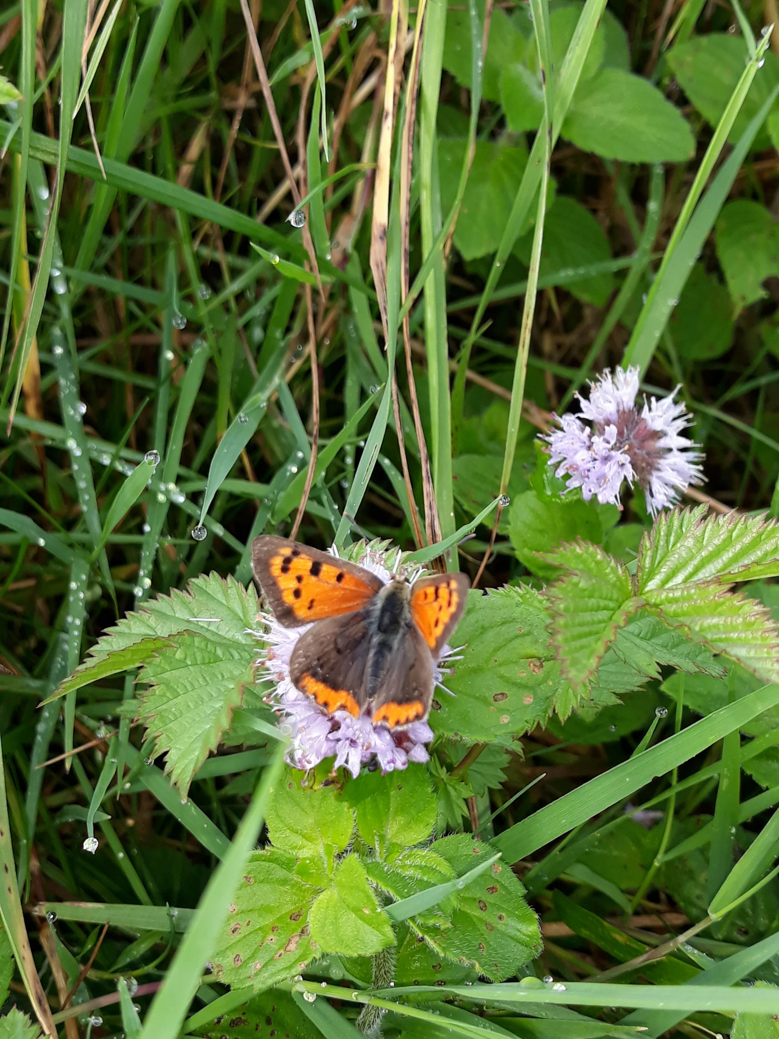 Small copper butterfly on water mint