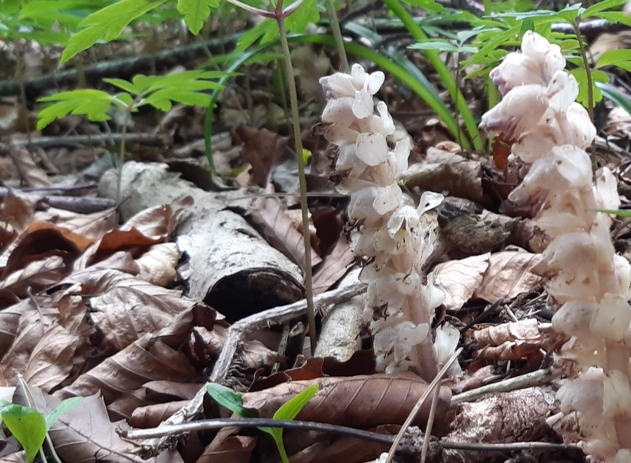 Toothwort emerging through the woodland floor