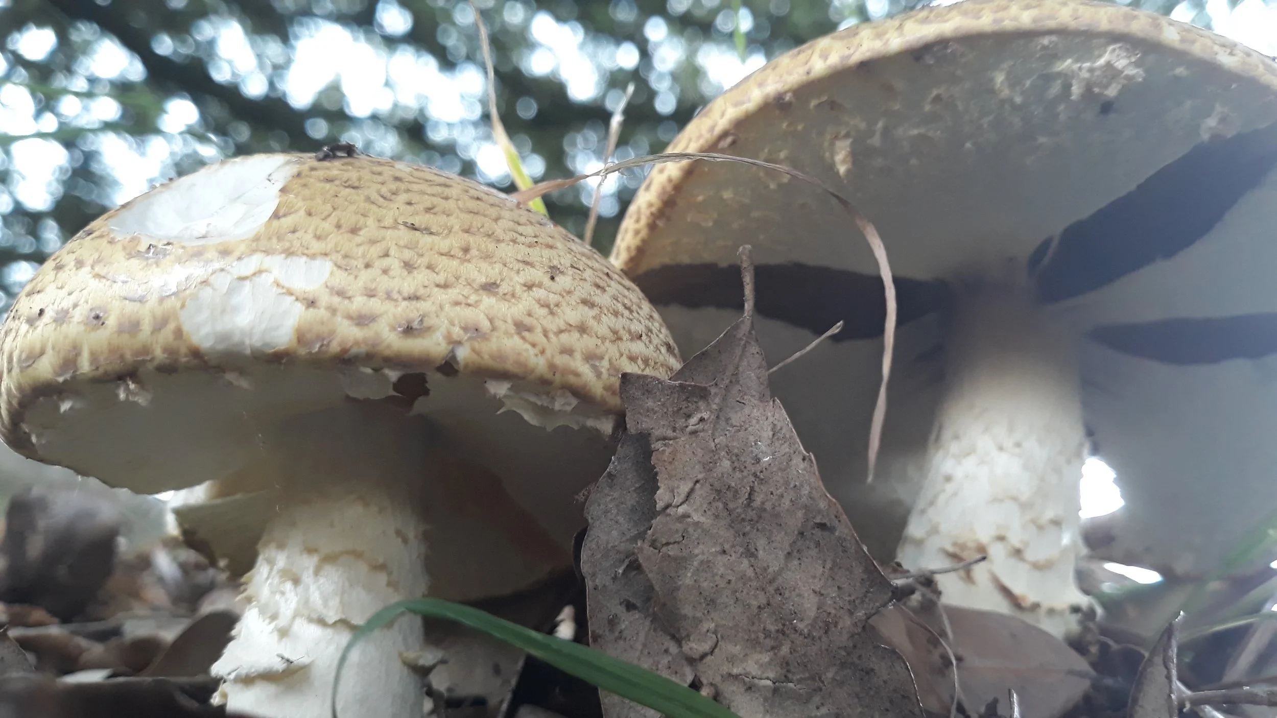 Blusher fungi in woodland