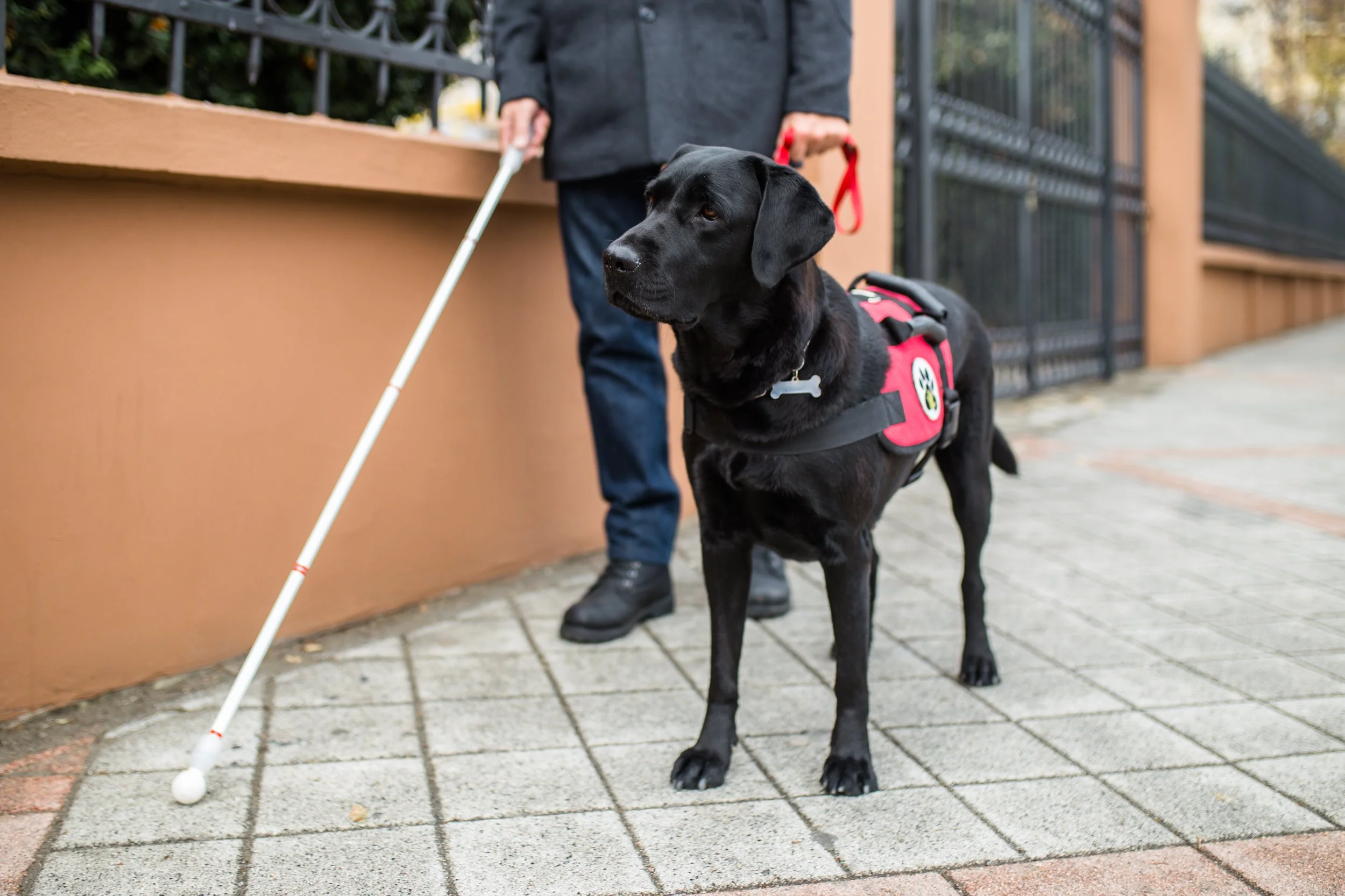 Service dog walking beside its handler