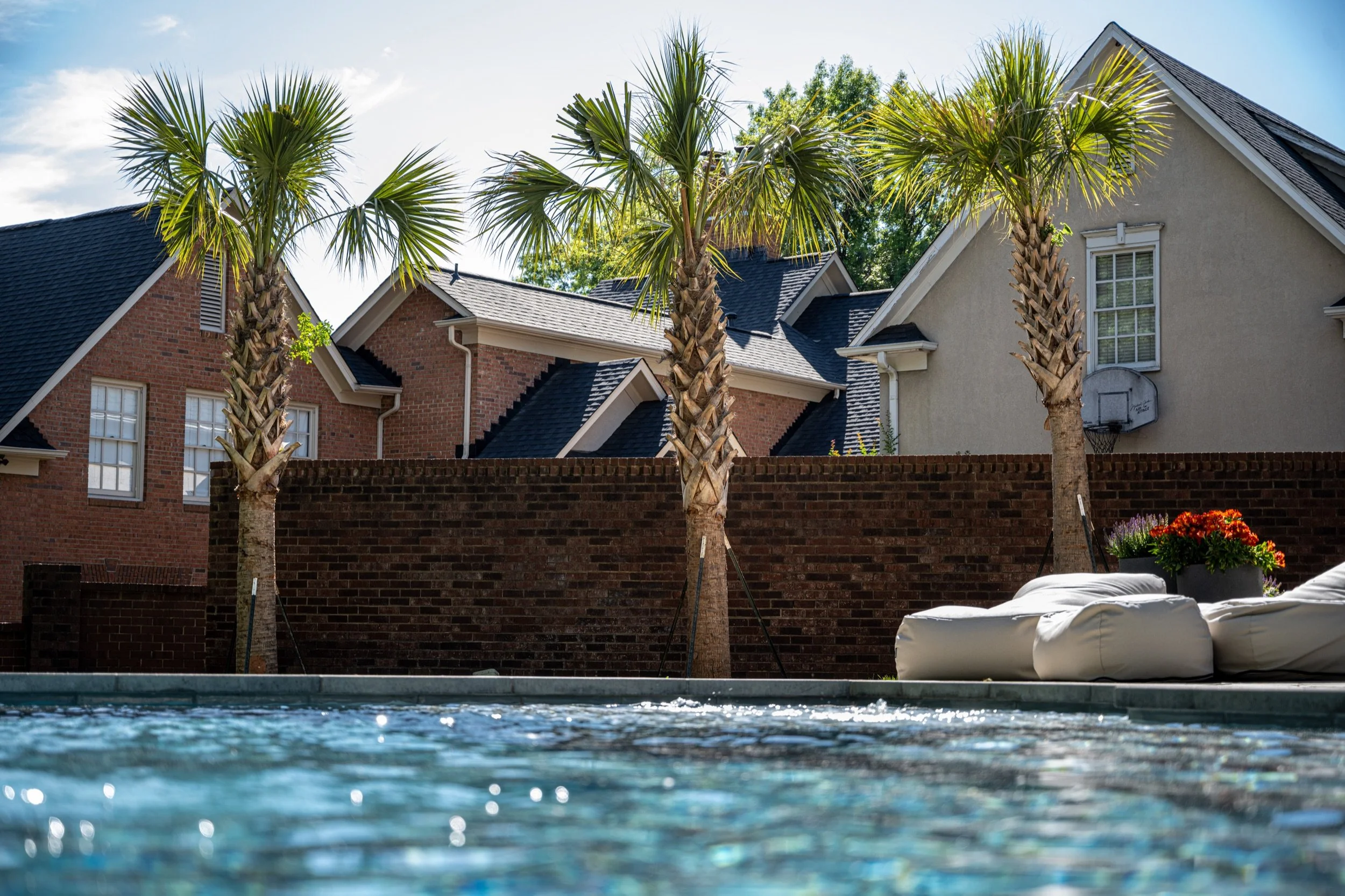 Mature palm trees installed beside a residential swimming pool