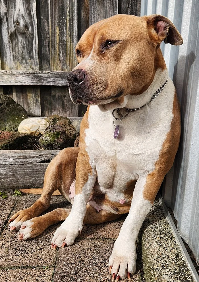 Original dog photo