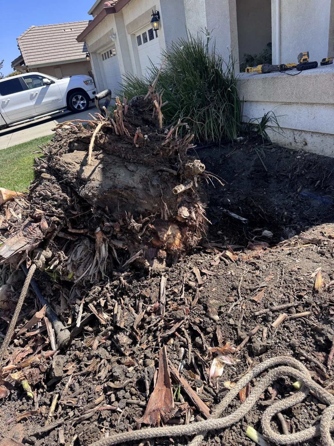 Root Ball Removal by Tree2Gone