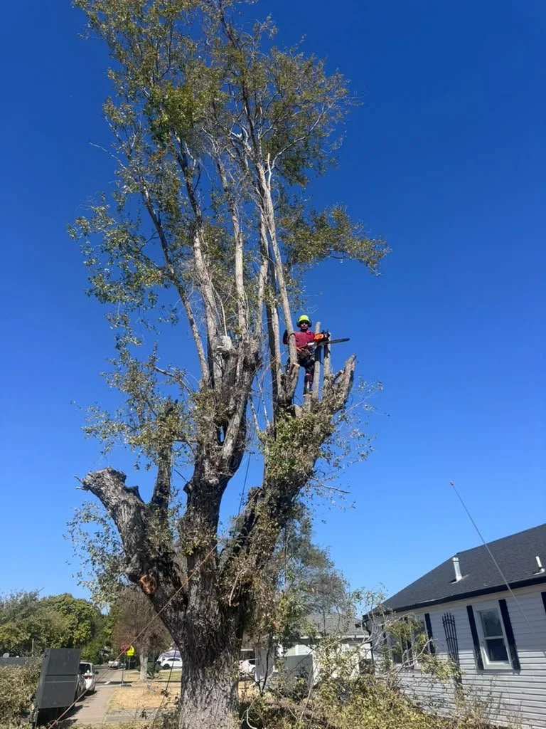 Tree Dismantling by Tree2Gone