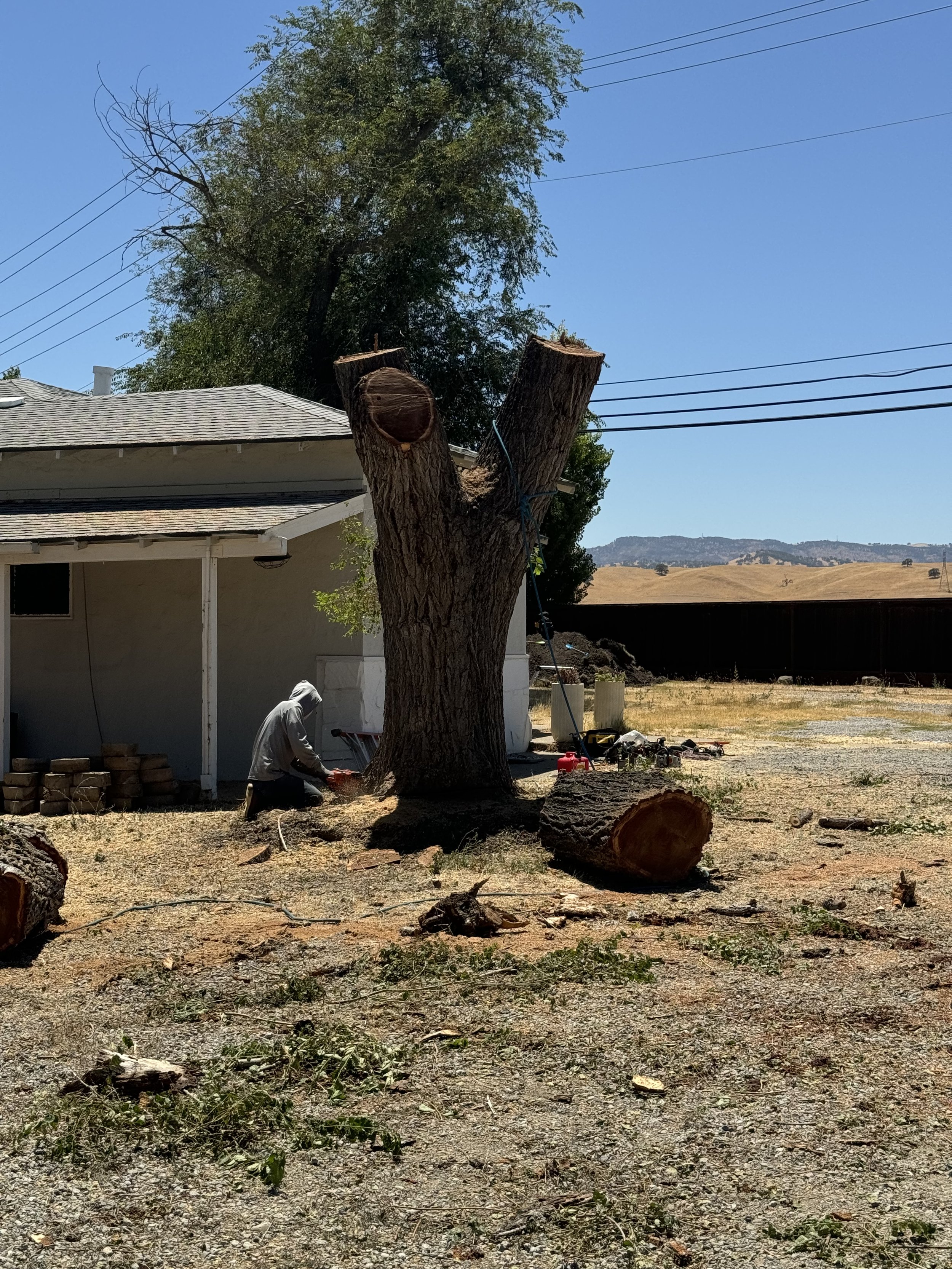 Large Tree Stump by Tree2Gone