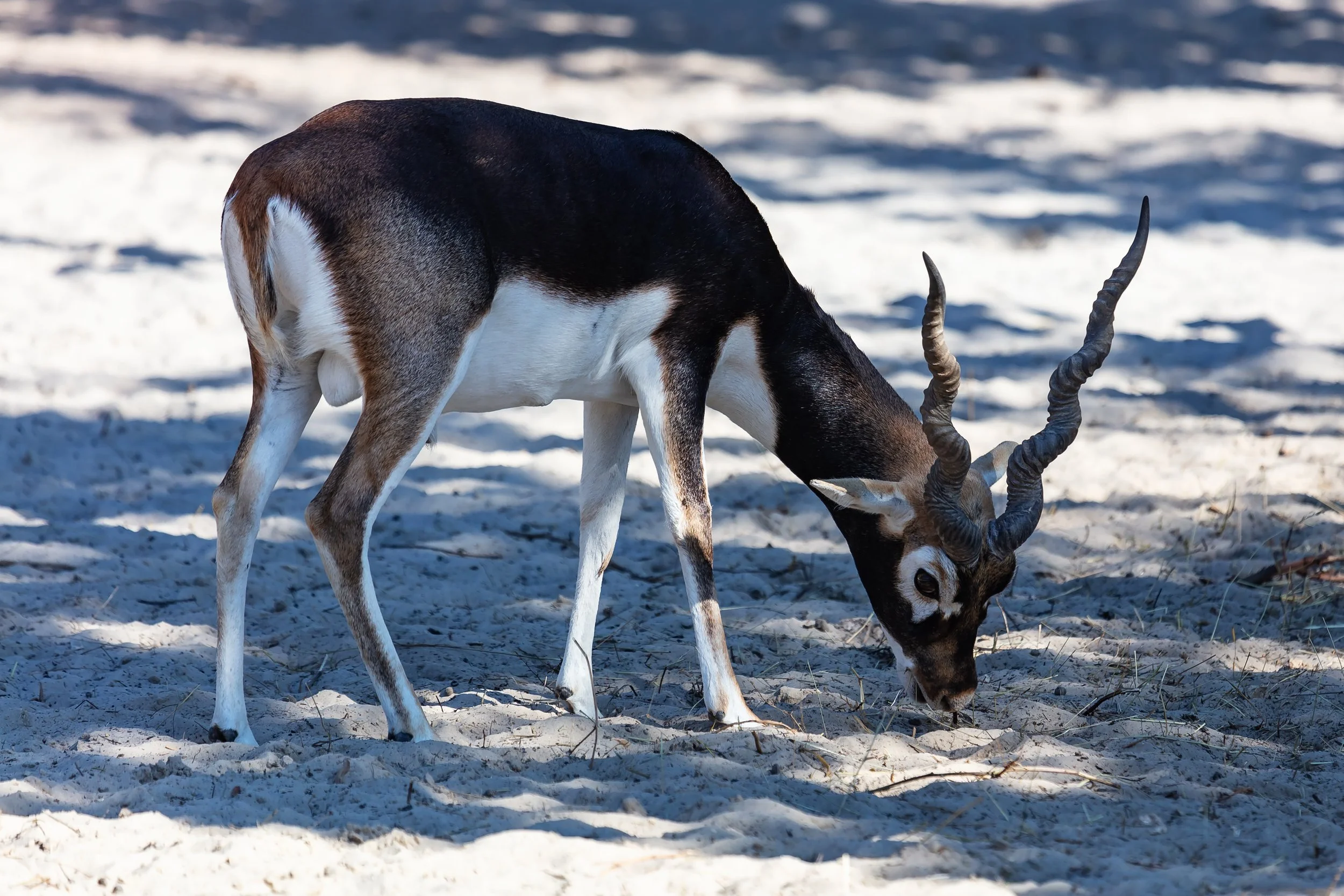 Blackbuck Antelope