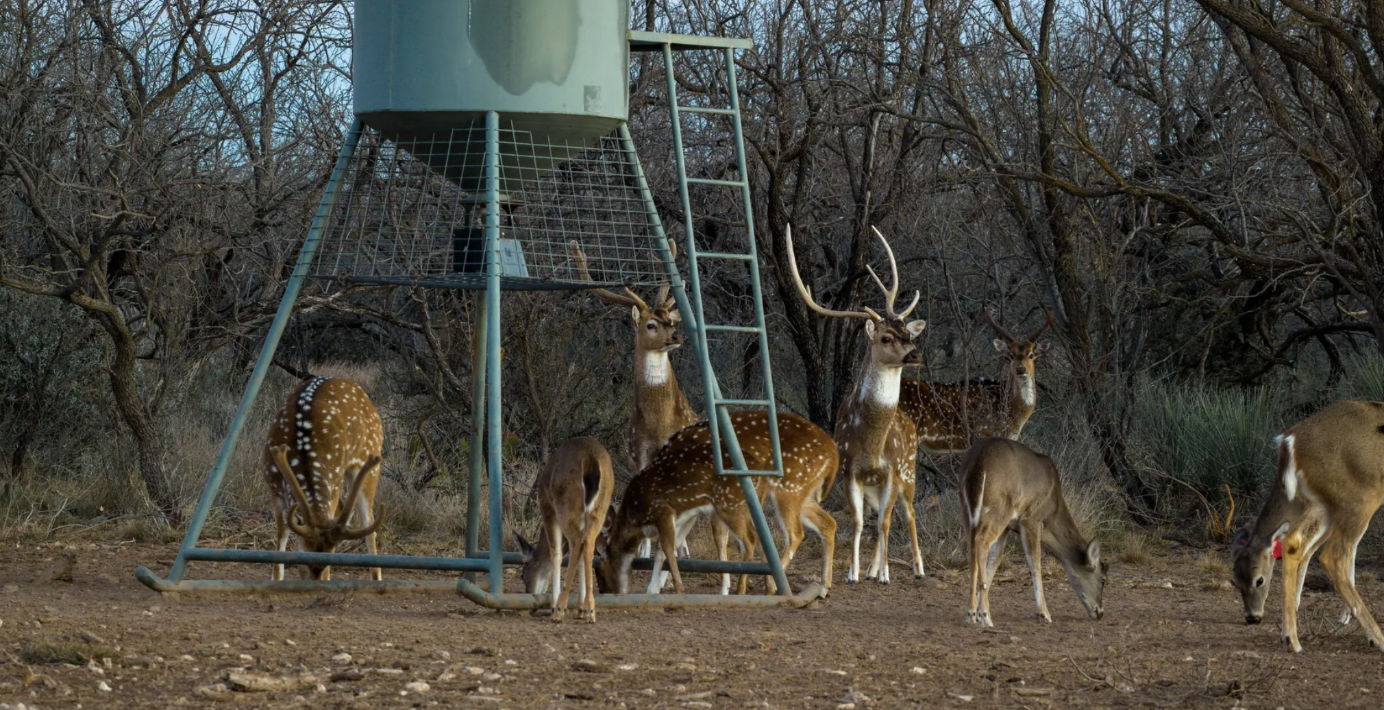 Axis Deer