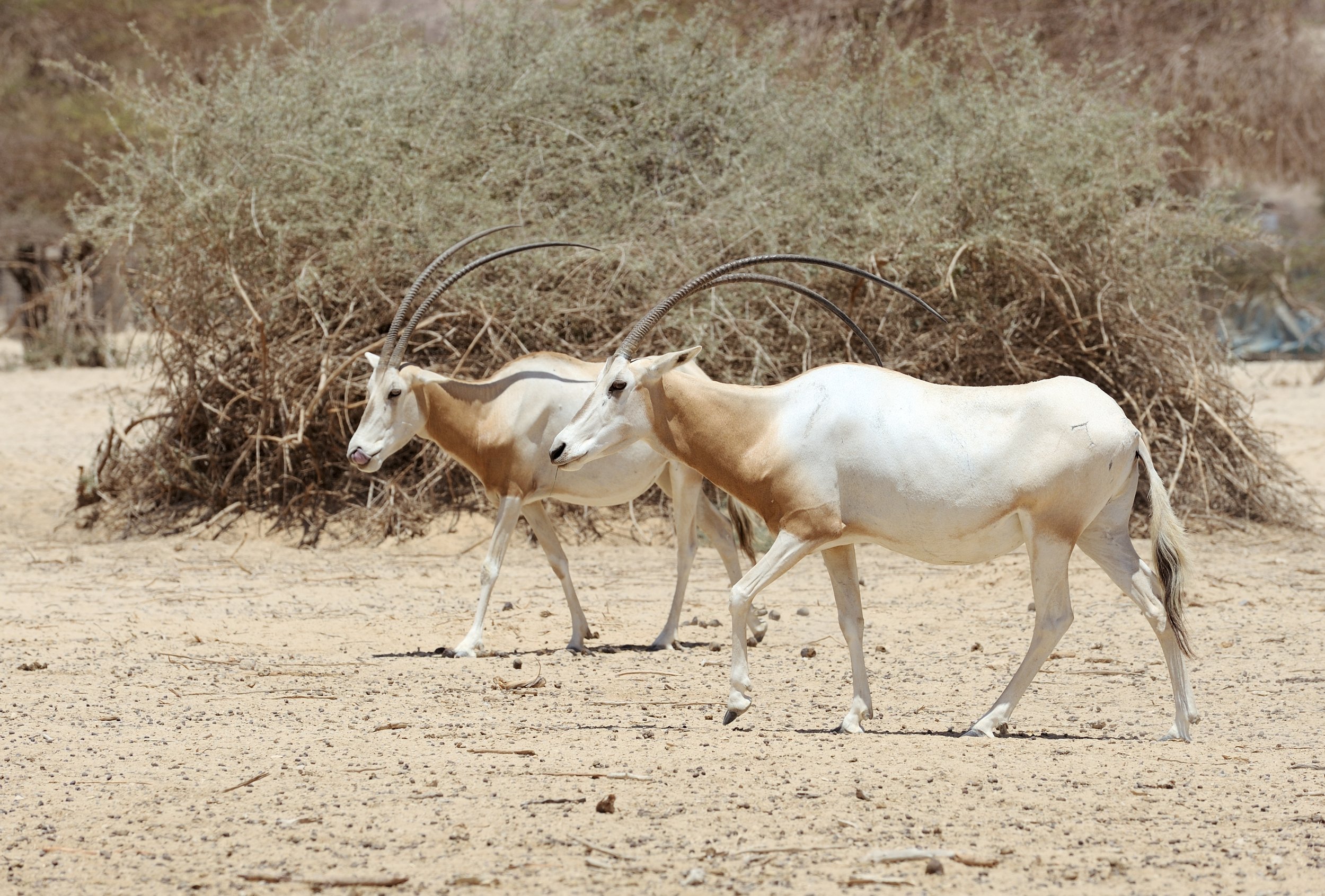 Scimitar Oryx