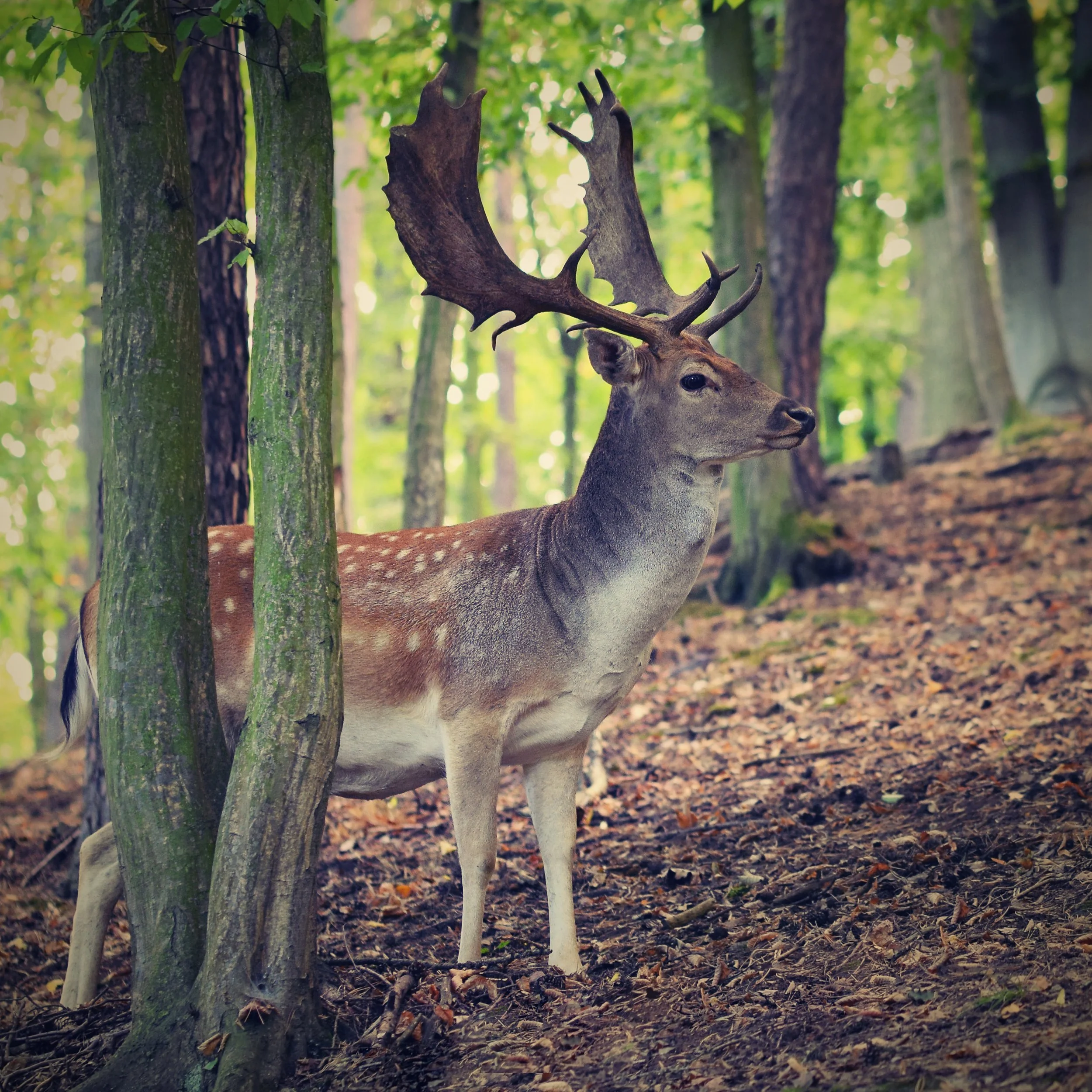 Fallow Deer