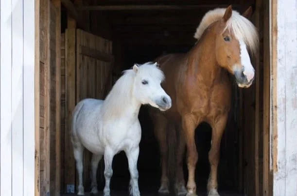 Ponies and Horses