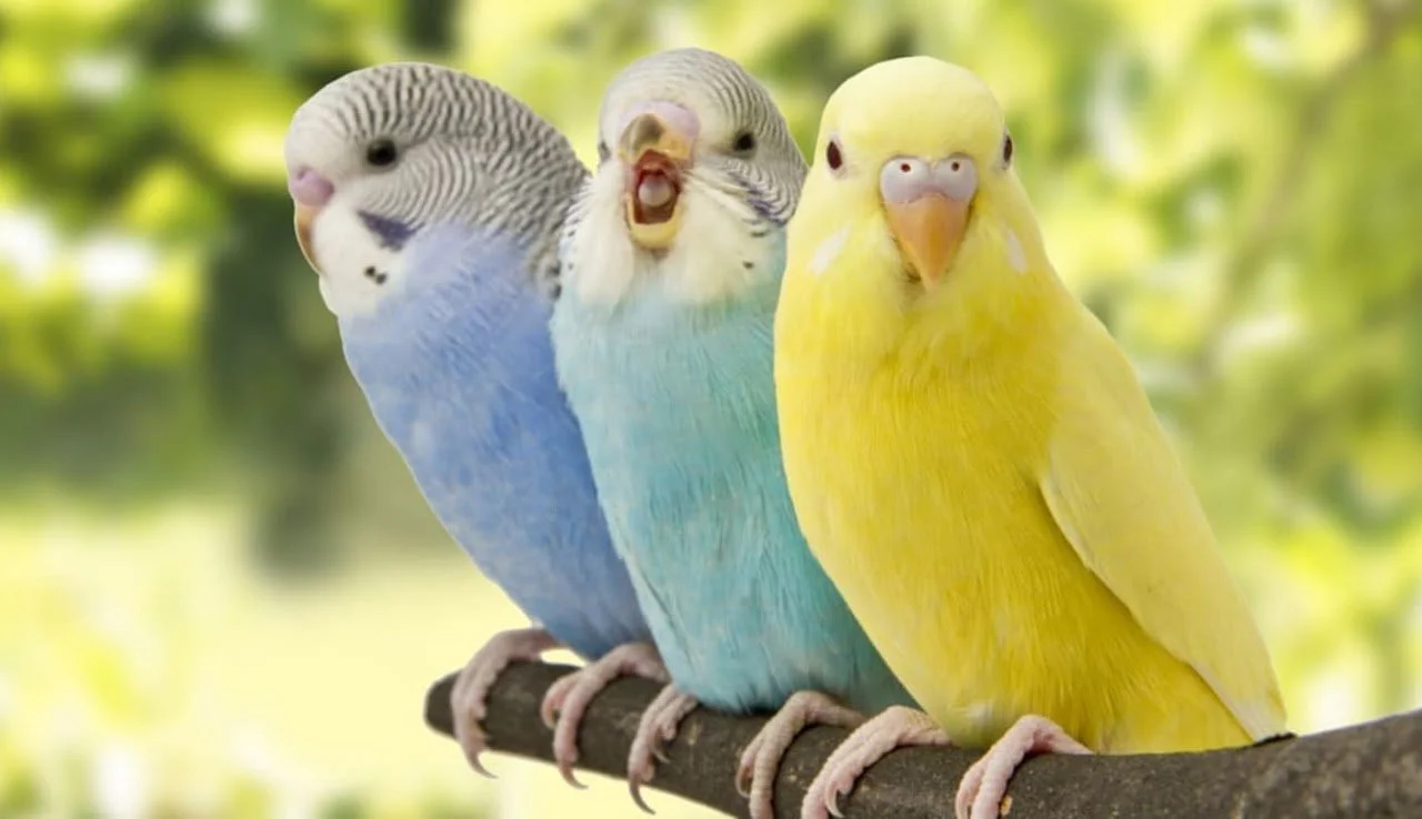 Birds