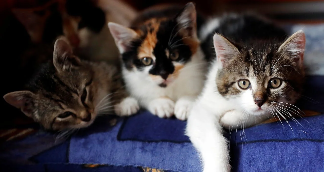 Cats