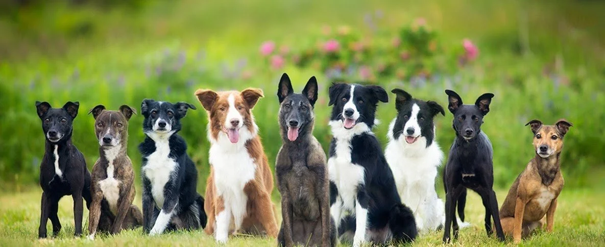 Dogs