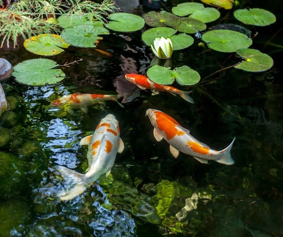 Fish