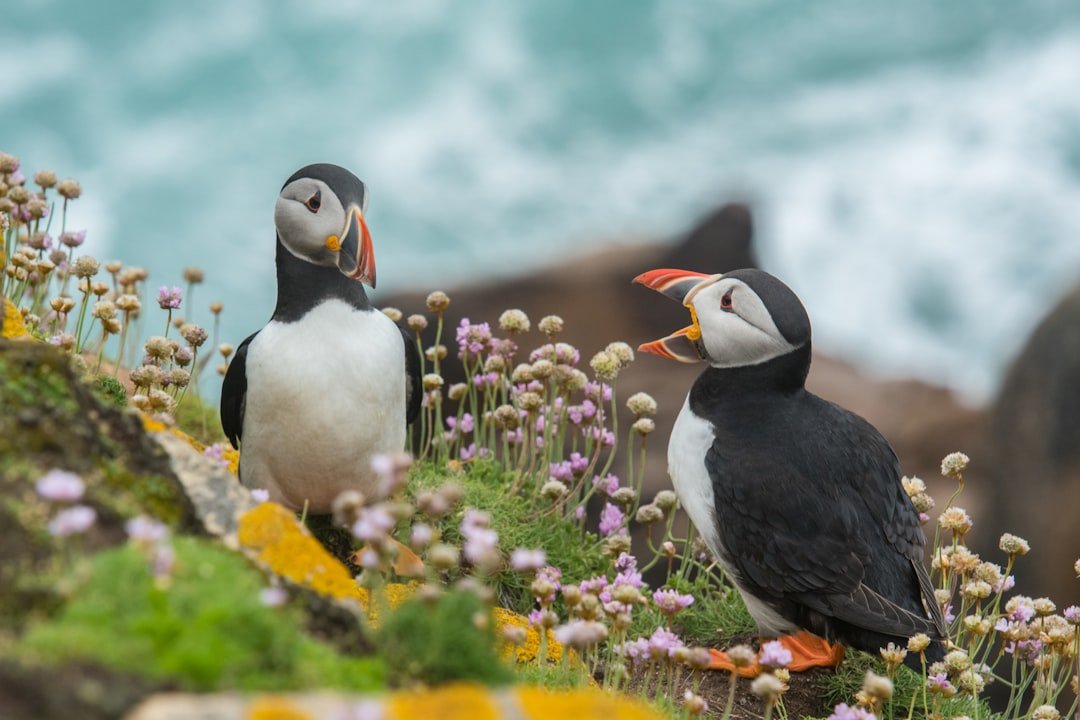 Two puffins among coastal wildflowers